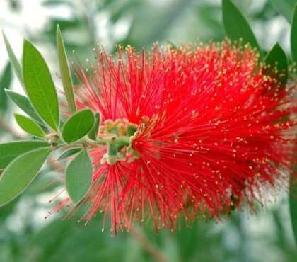 taille rince bouteille quand comment élaguer tailler le callistemon