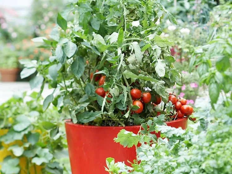 tomates cerises pot légumes gourmands en eau à arroser en priorité au potager canicule forte sécheresse été