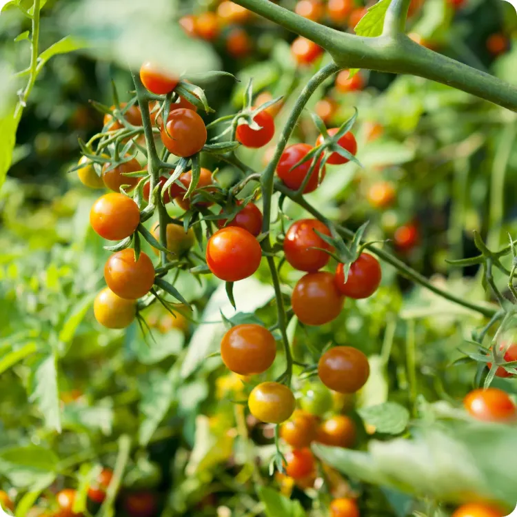 tomates légumes gourmands en eau à arroser en priorité au potager canicule forte sécheresse été