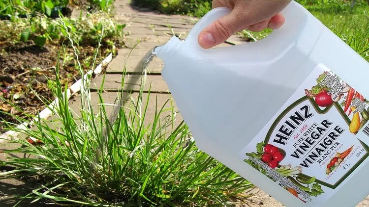 utilisation du vinaigre blanc au jardin avantages désherbant naturel insecticide