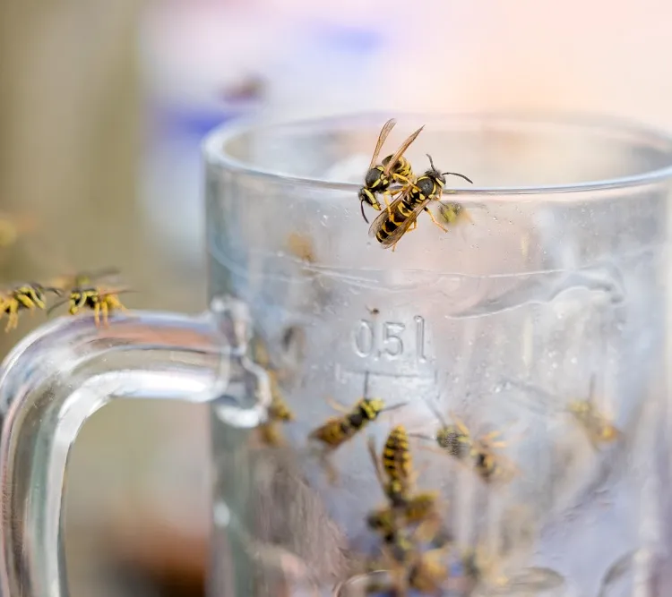 utiliser la bière au jardin pour repousser les nuisibles guêpes frélons pucerons limaces escargots