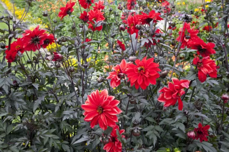 variétés de dahlia rouge plus belles ornementales cultivar bishop of llandaff
