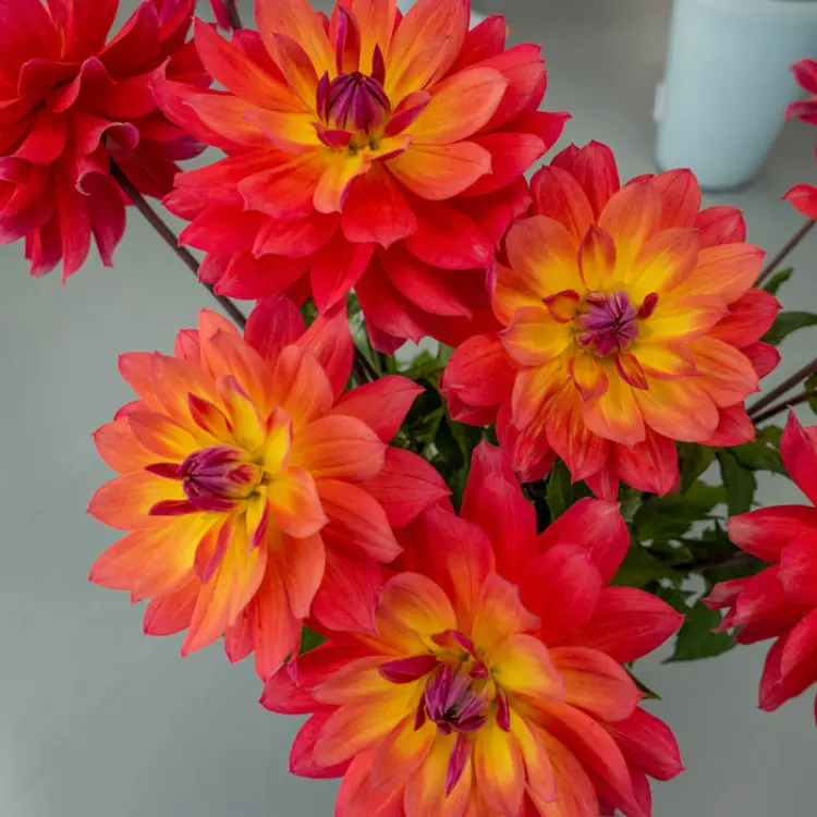variétés de dahlias plus belles originales ornementales cultivar firepot