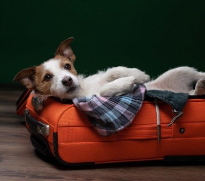 voyager avec son chien astuces conseils