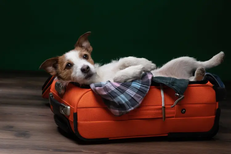 voyager avec son chien astuces conseils