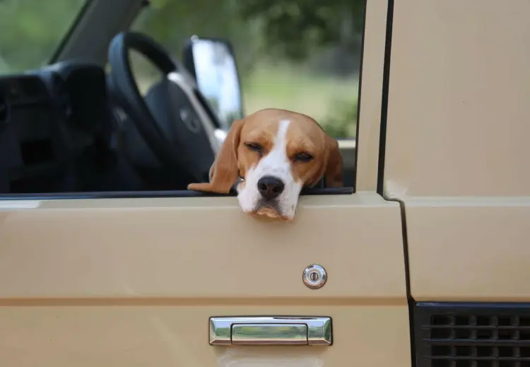 voyager avec son chien en voiture pays application
