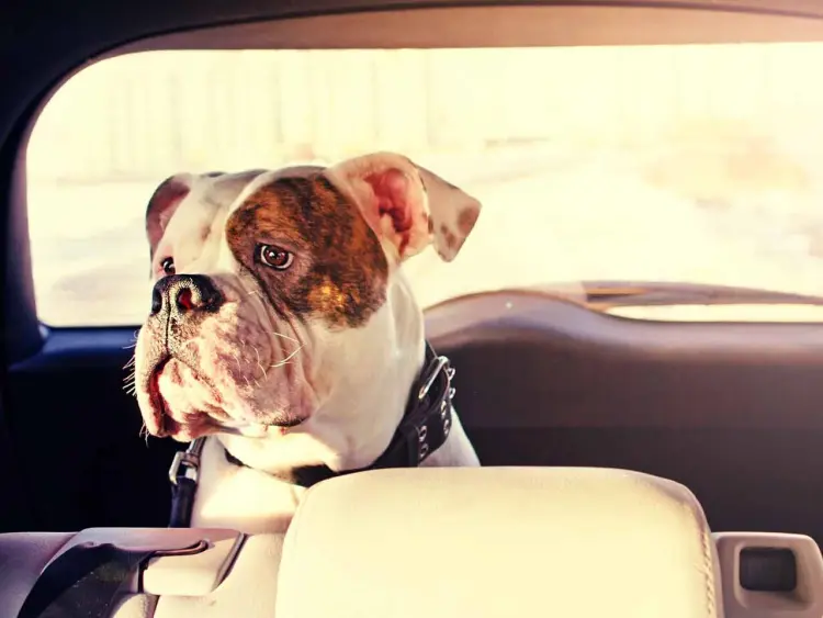 voyager avec un chien voiture conseils astuces