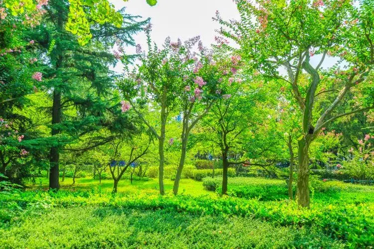 arbres a planter en septembre novembre automne qui pousse vite fruitiers prunier