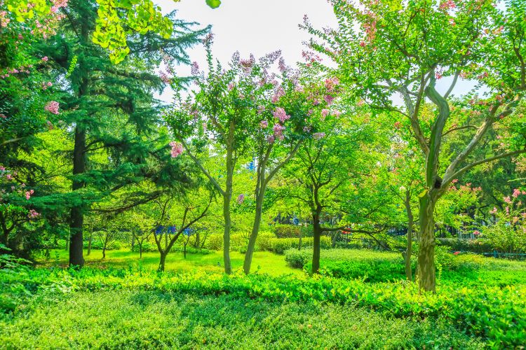 arbres a planter en septembre novembre automne qui pousse vite fruitiers prunier