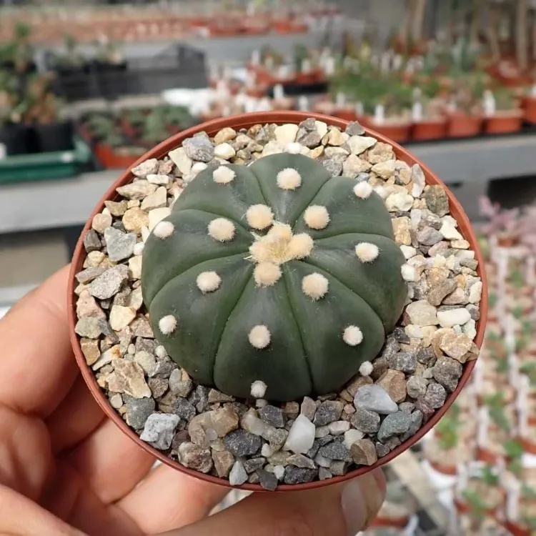 astrophytum asteria quel cactus pour l'intérieur idées culture épines étoile euphorbe