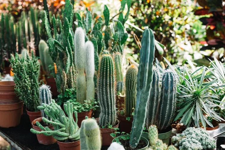 cactus euphorbe quel cactus pour l'intérieur idées culture épines étoile geant arrosage