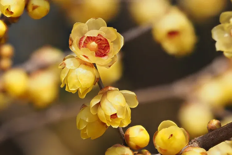 chimonanthe précoce arbuste à croissance lente fleurs jaunes en hiver