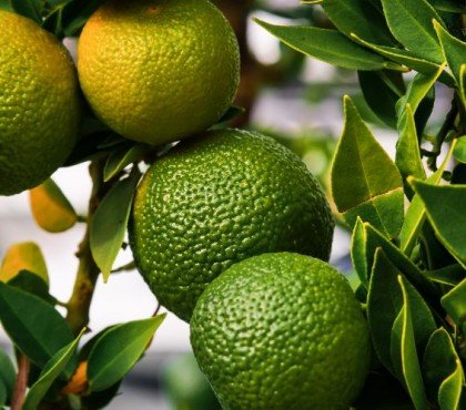 choses que le citronnier deteste facteurs éviter stress perd ses feuilles non comestible été hiver pot