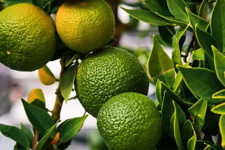 choses que le citronnier deteste facteurs éviter stress perd ses feuilles non comestible été hiver pot
