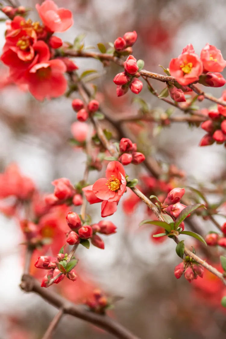 cognassier du japon arbuste à fleurs rouges en hiver
