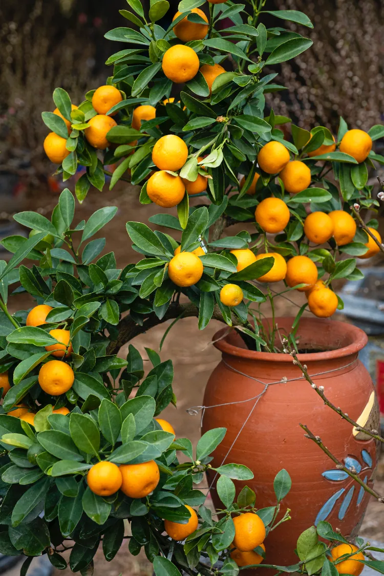 comment conserver les agrumes en hiver oranger en pot