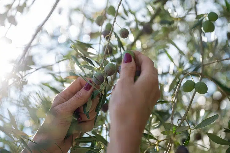 comment cueillir les olives