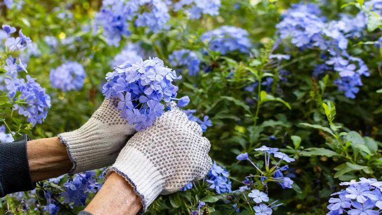 comment planter le lilas quand conseils entretien floraison en pot blanc pleine terre commun