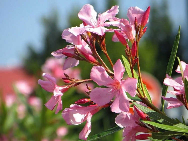 comment prolonger la floraison du laurier rose