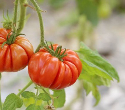 comment prolonger la saison des tomates techniques arrosage energie eteter chaleur lumiere soleil