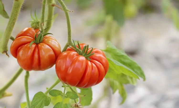 comment prolonger la saison des tomates techniques arrosage energie eteter chaleur lumiere soleil