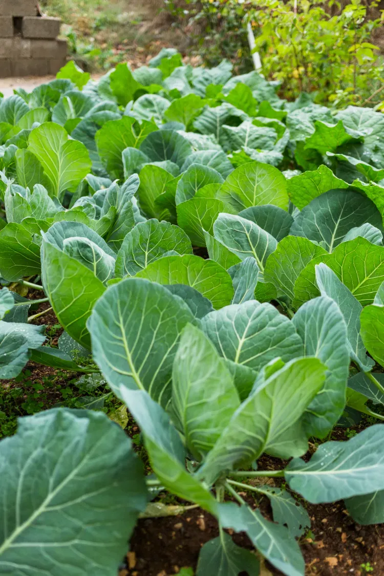 comment protéger les salades quelle salade planter en septembre especes conseils astuces repiquer laitues