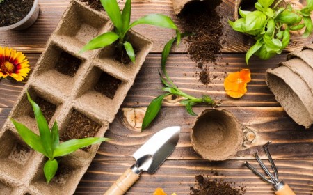 composter des fleurs fanées seches feuilles meurtes dechets plantes toxiques