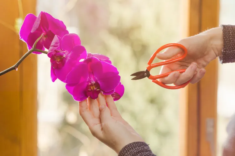 coupe de la tige fanée pousser les tiges des orchidées stimuler floraison rapide fanées couper tailler fleur