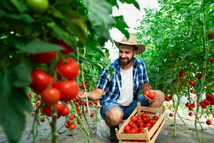 energie sur les fruits comment prolonger la saison des tomates techniques arrosage soleil vertes rouges