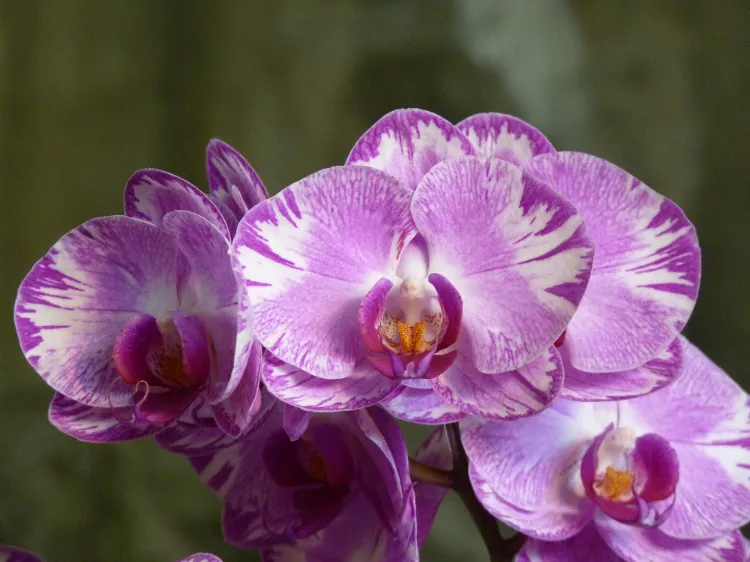entretien de la plante préparer orchidée pour lautomne conseils entretien arrosage soleil lumière