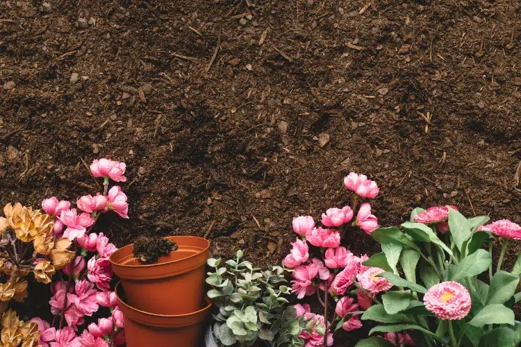 Épandre du compost entretien des rosiers en septembre conseils tailler nettoyer feuilles mortes