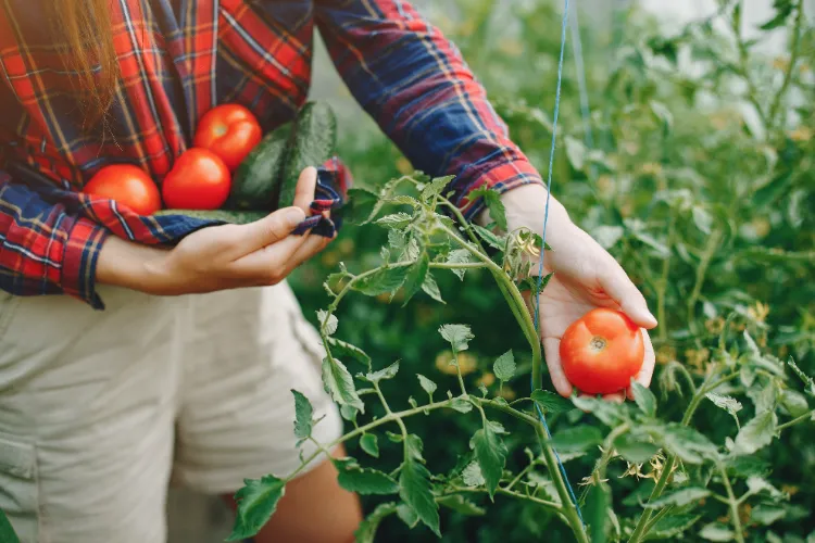 Étêter la plante comment prolonger la saison des tomates techniques arrosage énergie