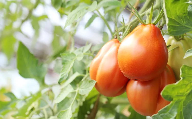 exposition à la lumière du soleil comment prolonger la saison des tomates techniques arrosage 