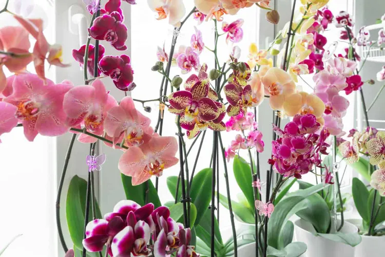 exposition à la lumière du soleil préparer orchidée pour lautomne conseils entretien arrosage