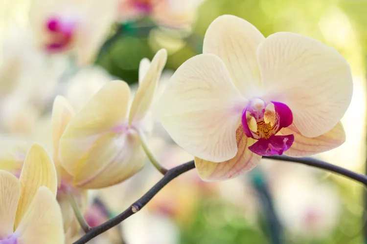 fertilisation mensuelle de la plante pousser les tiges des orchidées stimuler floraison rapide fanées couper