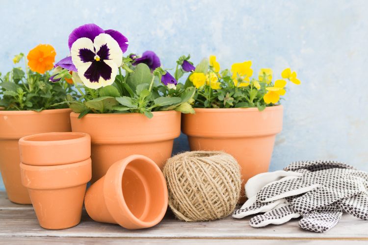 fleurs dautomne en pot hiver plantes especes vivaces balcon terasse amarante chrysanthème