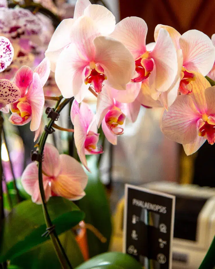 glaçons pour arroser une orchidée pousser les tiges des orchidées stimuler floraison