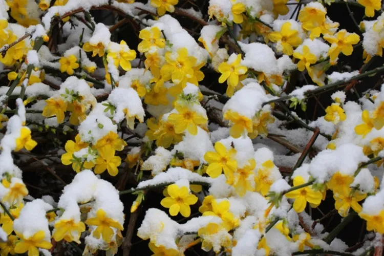 jasmin d'hiver arbuste à fleurs jaunes en hiver