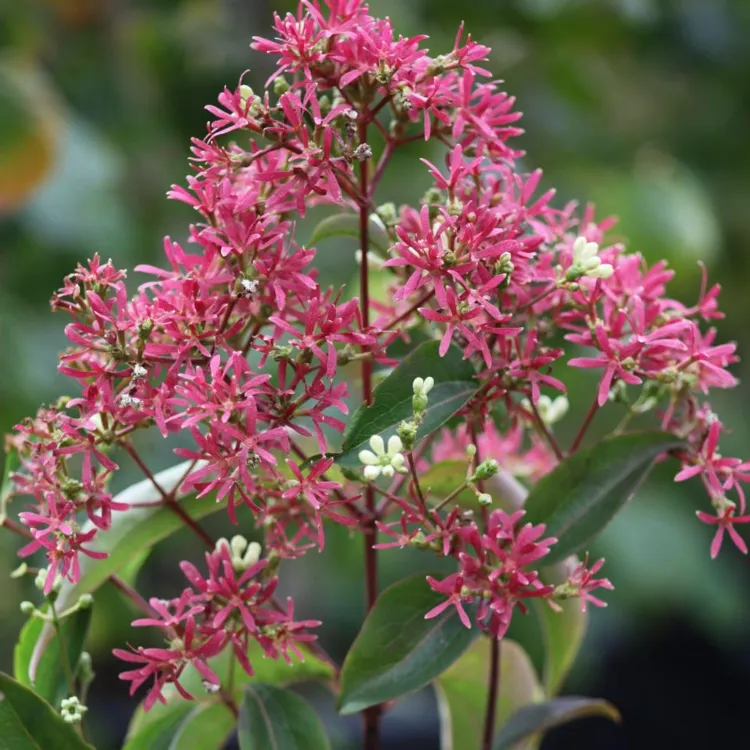 l'heptacodium miconioides quel arbuste à fleurs planter en octobre novembre automne plantes