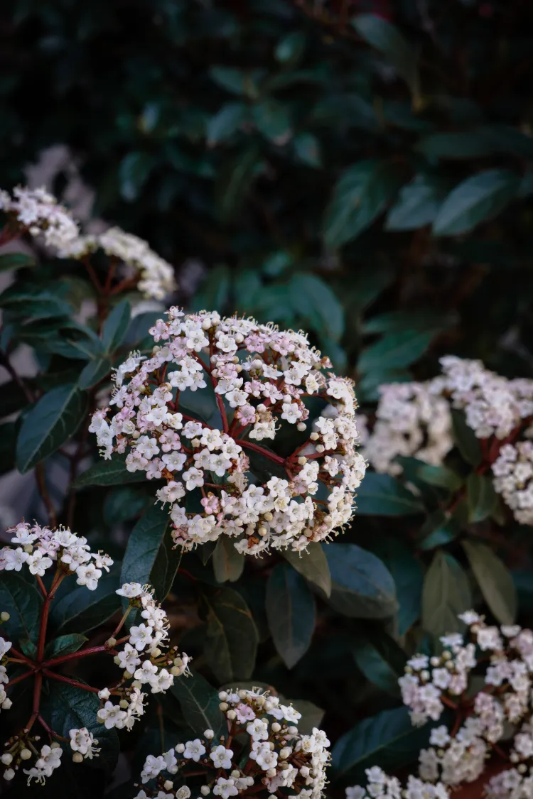 laurier tin en hiver arbuste à feuillage persistant qui fleurit