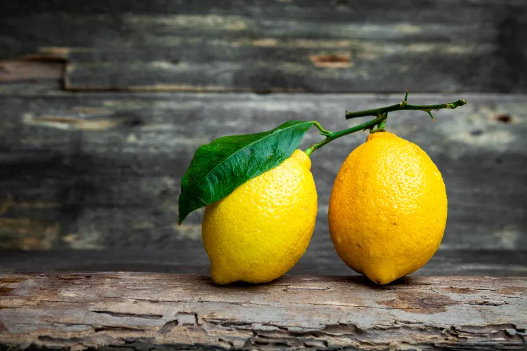 le citrus déteste le stress et les maladies fongiques choses que le citronnier deteste facteurs éviter stress perd ses feuilles