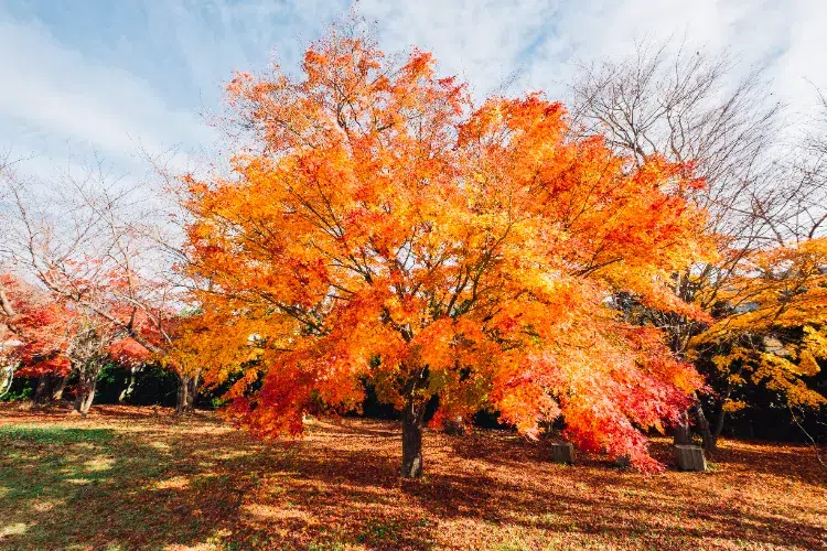 l’érable japonais arbres à planter en septembre novembre automne qui pousse vite fruitiers prunier