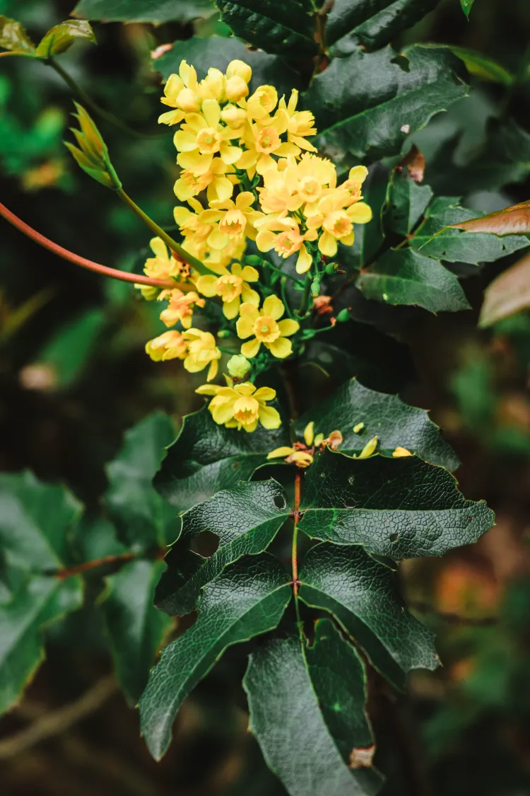 mahonia arbuste persistant avec des fleurs jaunes en hiver