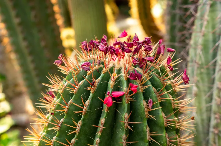 mammillaria quel cactus pour l'intérieur idées culture épines étoile euphorbe geant arrosage