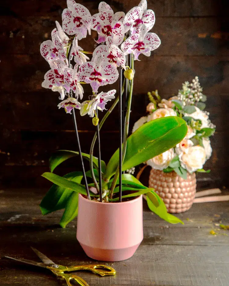 nouvelles feuilles et racines comment faire pousser les tiges des orchidées stimuler floraison rapide fanées couper