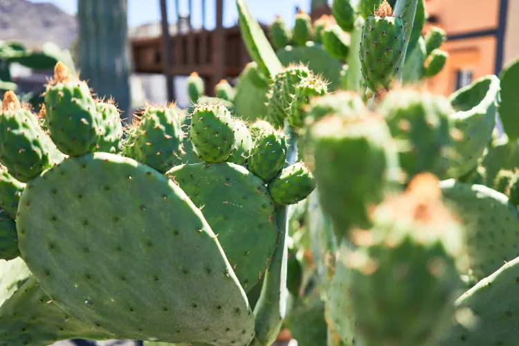 opuntia quel cactus choisir pour l'intérieur idées culture épines étoile euphorbe geant arrosage