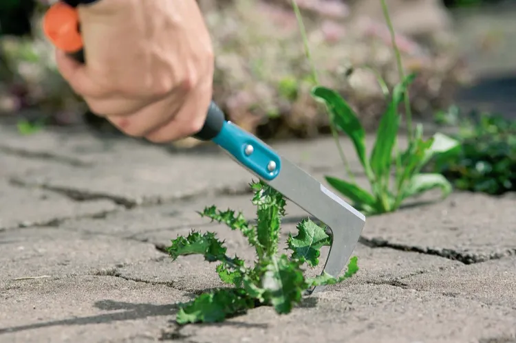 outil pour enlever les mauvaises herbes entre les dalles