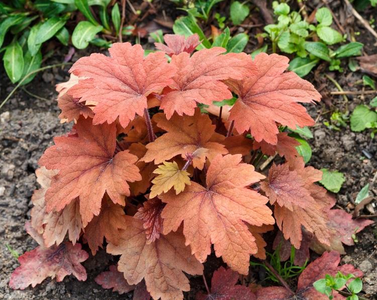 plante résistant au vent et au froid