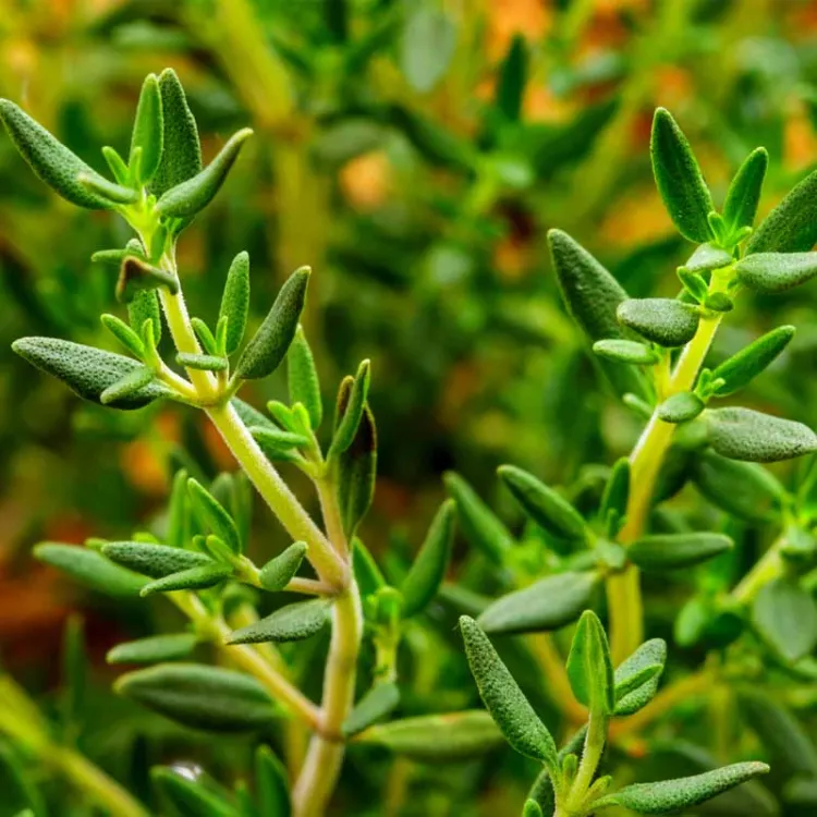 plantes aromatiques resistantes au froid vegetaux vivaces planter automne persil romarin menthe thym