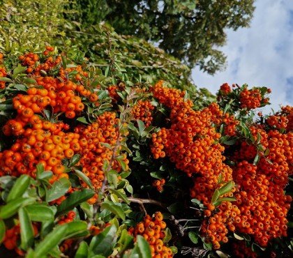 plantes rustiques à feuillage persistant 10 espèces à planter dans le jardin